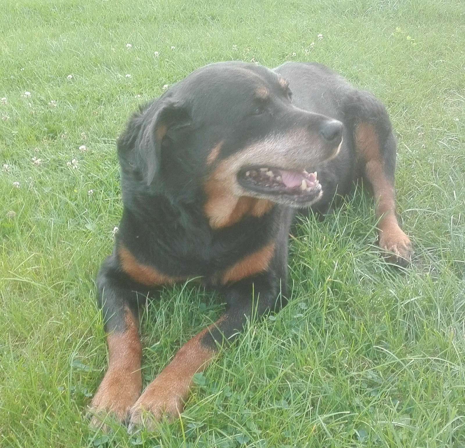 Darko gras