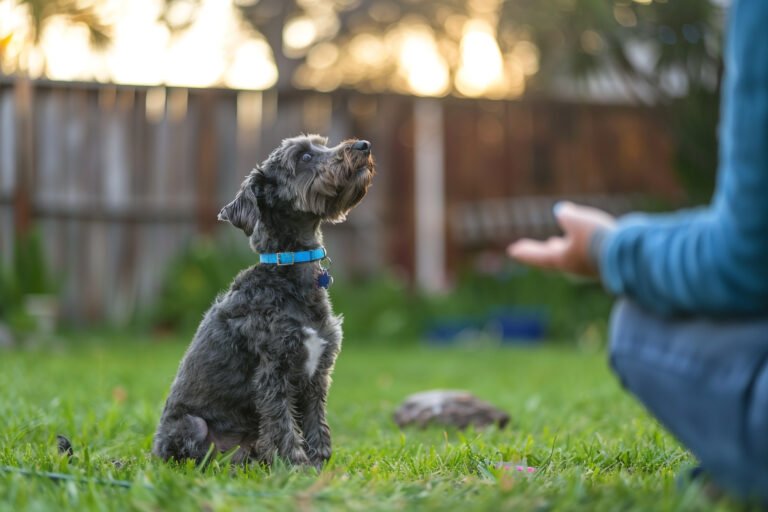 Help mijn hond luistert niet