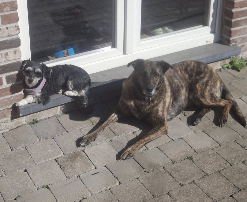 Luna en Oreo