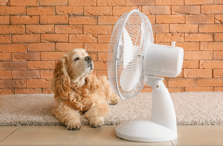Hyperthermie