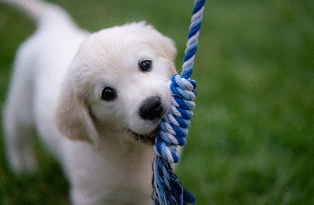 Puppystart Webinar