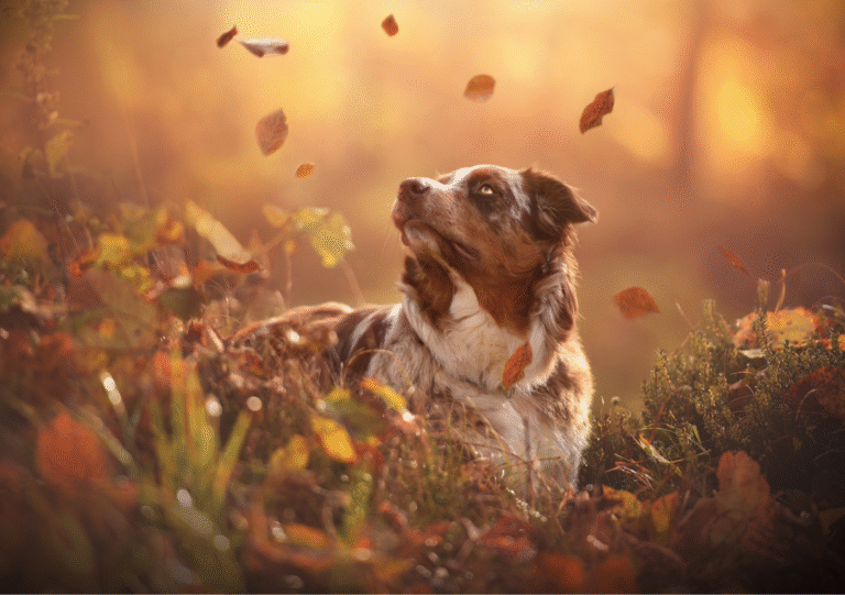 Herfst met je hond