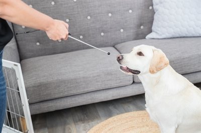 Trixie dog activity target stick aanwijsstok assorti – 14-65 cm