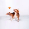 Liker - Liker9 Orange