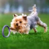 Puller_12_9e5008cb-6080-4712-b7de-ac17662a5673.webp Puller - Puller Mini Dog Fitness Tool - Purple